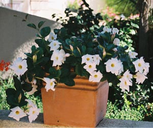 Dipladenia - Dipladenia Sanderi White