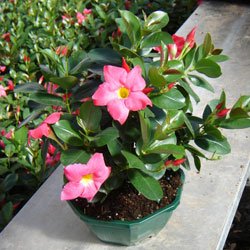 Dipladenia - Dipladenia Sanderi Pink