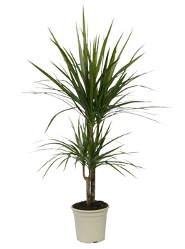 Dracaena marginata, Madagascar dragon tree - Dracaena marginata - Indoor Plants