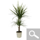 Dracaena marginata - Indoor Plants