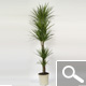 Dracaena marginata - Indoor Plants