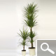 Dracaena marginata - Indoor Plants