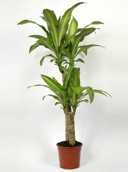 Dracaena massangeana - Dracaena massangeana - Indoor Plants