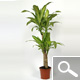 Dracaena massangeana - Indoor Plants