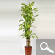 Dracaena massangeana - Indoor Plants