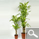 Dracaena massangeana - Indoor Plants