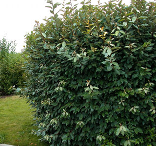 Elaeagnus ebbingei, Elaeagnus ebbingei