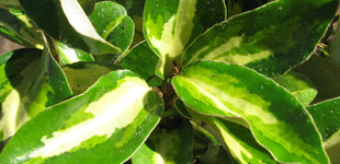 Foliage Elaeagnus ebbingei Limelight