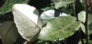 Foliage Elaeagnus ebbingei