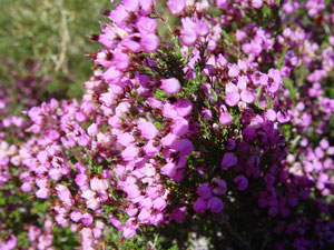 Spanish Heather - Erica australis
