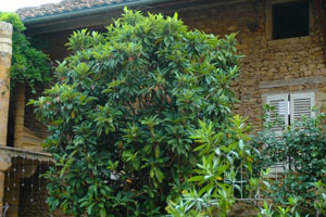 The Loquat, Japanese Plum - Eriobotrya japonica