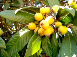 The Loquat, Japanese Plum - Eriobotrya japonica