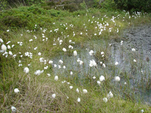 Common cotton grass - Eriophorum angustifolium