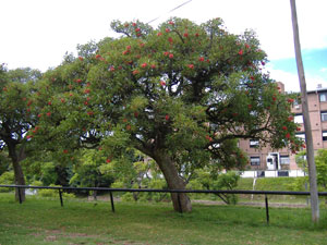 Cockspur - Erythrina crista galli
