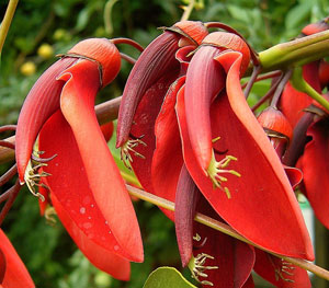 Cockspur - Erythrina crista galli