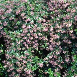 Escallonia macrantha - Escallonia macrantha