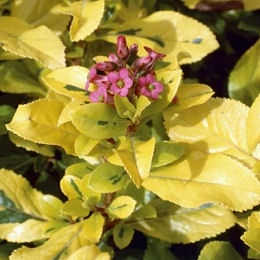 Escallonia organiensis 'Aureovariegata' - Escallonia organiensis 'Aureovariegata'