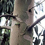 Cider gum - Eucalyptus gunnii 