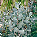 Cider gum - Eucalyptus gunnii 