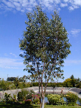 Snow Gum Eucalyptus Tree - Eucalyptus niphophila