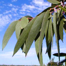Snow Gum Eucalyptus Tree - Eucalyptus niphophila