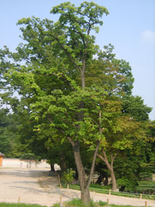 The Honey tree - Tetradium daniellii or Euodia daniellii