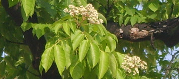 The Honey tree - Tetradium daniellii or Euodia daniellii - Flower
