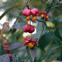 European Spindle Tree - Euonymus europaeus