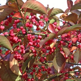European Spindle Tree - Euonymus europaeus