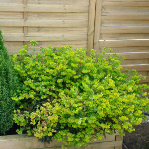 Purple Wood Spurge - Euphorbia amygdalo�des 'Purpurea'