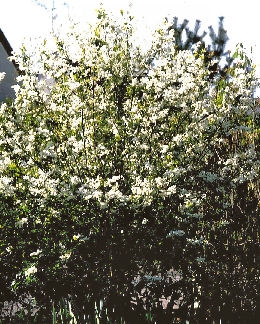 Exochorde - Exochorda racemosa or exochorda grandiflora
