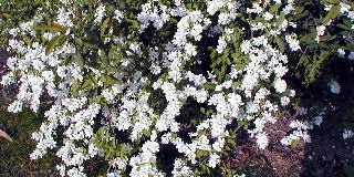 Exochorde - Exochorda racemosa or exochorda grandiflora