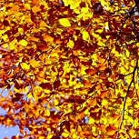 European Beech - Common Beech - Fagus sylvatica 