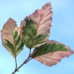 Tricolor beech - Fagus sylvatica 'Tricolor'
