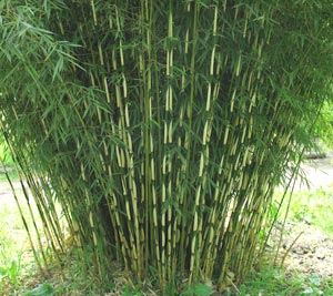bamboo fargesia rufa