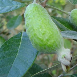 Feijoa - Pineapple Guava - Feijoa sellowiana