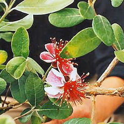Feijoa - Pineapple Guava - Feijoa sellowiana