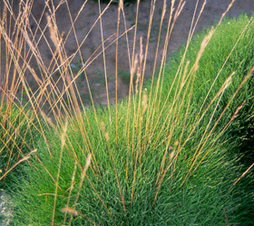 Bearskin fescue - Festuca gautieri
