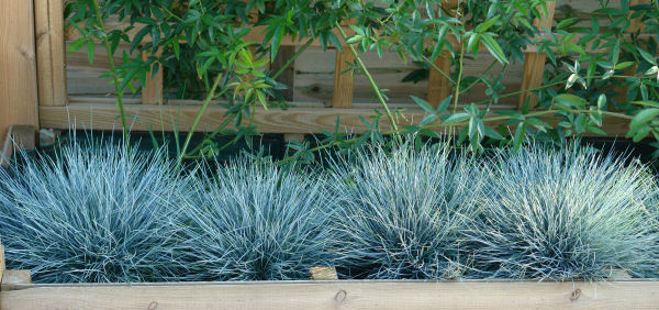 Elijah's Blue Fescue - Festuca glauca 'Elijah Blue'