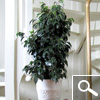 Weeping Fig, Benjamin's Fig, Braided stem - Houseplant
