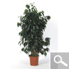 Weeping Fig, Benjamin's Fig, Braided stem - Houseplant
