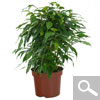 Weeping Fig, Benjamin's Fig, Braided stem - Houseplant