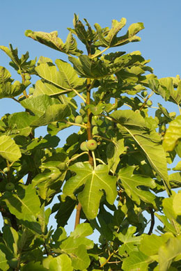 Fig tree 'Goutte d'or'