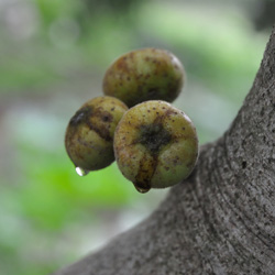 Fig tree 'Goutte d'or'