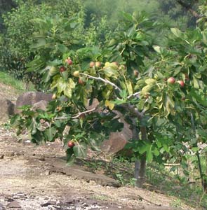 Fig tree 'Violette de Solli�s'