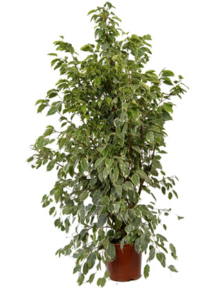 Ficus 'Golden King' - Pot D. 21 cm - Ficus 'Golden King' - Indoor plant