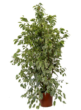 Ficus 'Golden King' - Ficus 'Golden King' - Indoor Plants