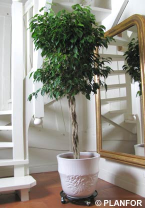 Braided Ficus Benjamina Tree - Houseplant