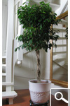 Braided Ficus Benjamina Tree - Houseplant