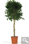 Braided Ficus Benjamina Tree - Houseplant